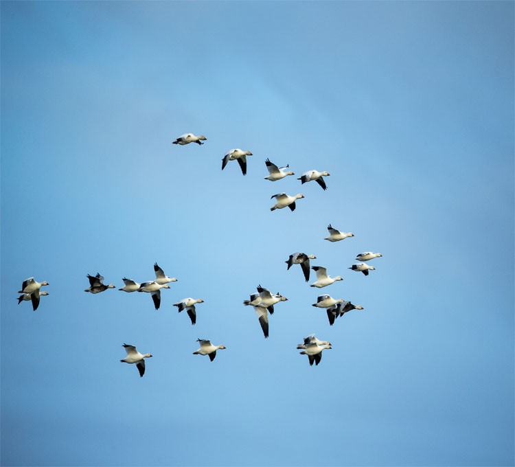 Canada, Nunavut Territory, Flock of Snow Geese (Chen caerulescens) migrating south from Arctic Circle above Repulse Bay